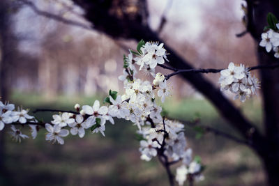 Close-up of cherry blossoms in spring