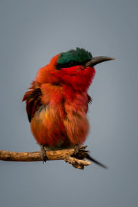 Close-up of bird perching on branch