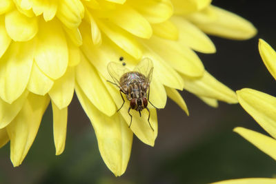 Close-up of bee pollinating on yellow flower