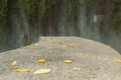 Close-up of autumn leaves on road