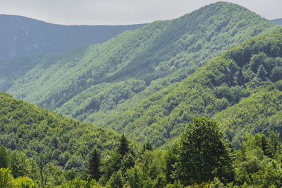 Scenic view of forest and mountains against sky