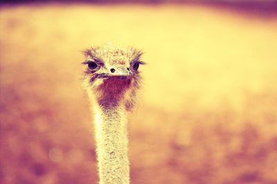 Close-up portrait of a bird