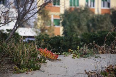 Close-up of plants growing by house in city