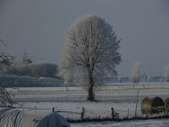 Bare trees on snow covered field against sky