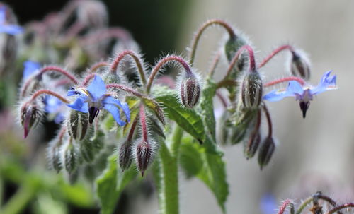 Close-up of purple flowering plant