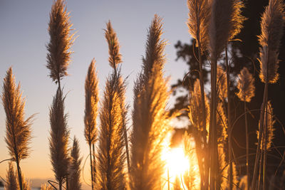 Low angle view of stalks in field against sky