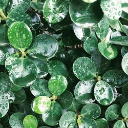 High angle view of raindrops on leaves