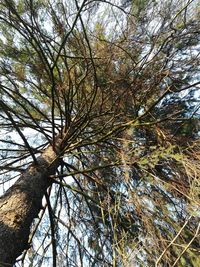 Low angle view of trees against sky