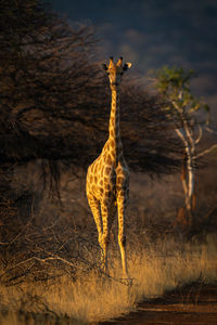 Southern giraffe stands eyeing camera at sunset