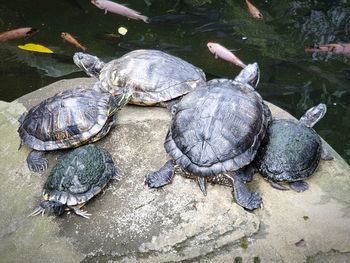 Turtle in a lake