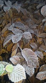 Close-up of autumn leaves