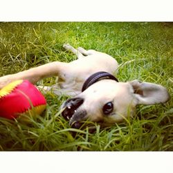 Dog relaxing on grassy field