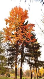 Low angle view of trees