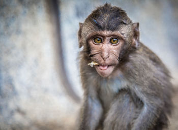 Close-up portrait of monkey