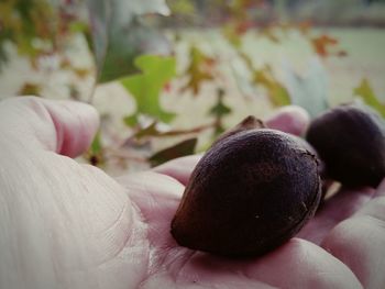 Close-up of hand holding fruit