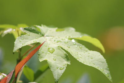 Close-up of wet plant leaves