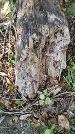 Close-up of tree trunk