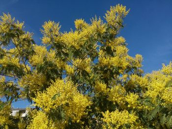 Low angle view of tree against sky