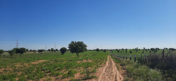 Scenic view of agricultural field against clear sky