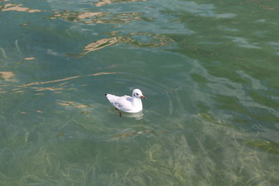 High angle view of swan swimming in lake