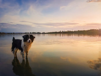 Dog standing in lake against sky during sunset