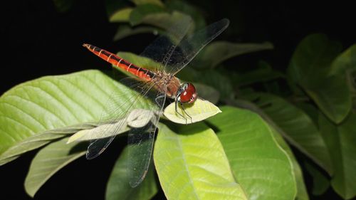 Close-up of insect on plant