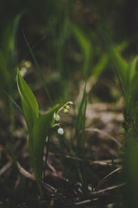 Close-up of flowering plant on land