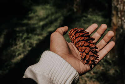 Close-up of hand holding pine cone