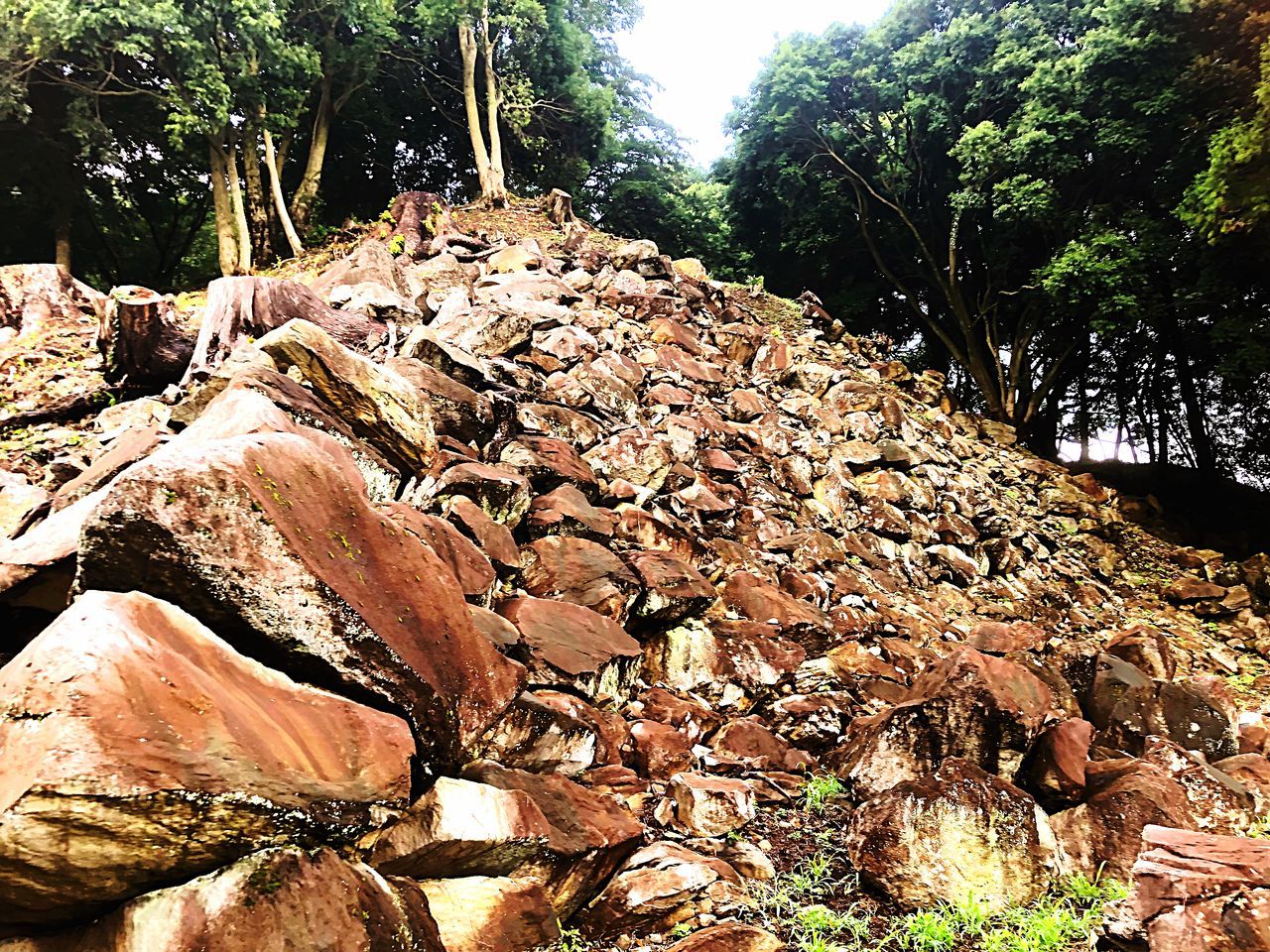 tree, plant, rock, solid, nature, day, forest, rock - object, no people, tranquility, sunlight, land, outdoors, timber, wood - material, wood, growth, beauty in nature, abundance, log