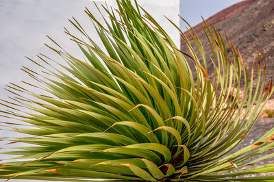 Spiky desert plant in front of a white wall