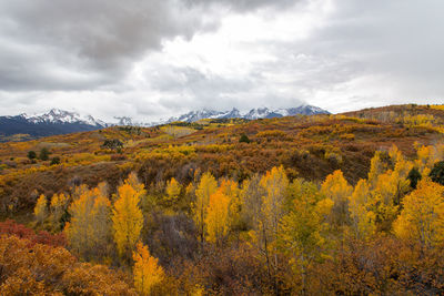 High angle view of yellow aspens and other trees seen in the fall near aspen, colorado