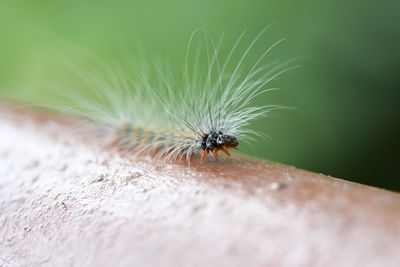 Close-up of insect