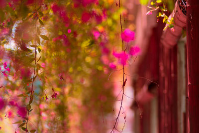 Close-up of pink flowering plants