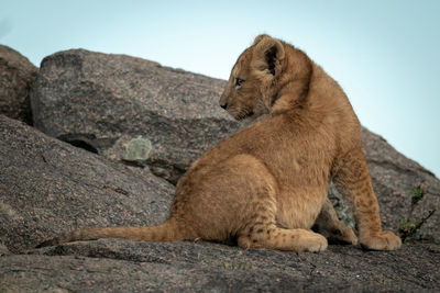 Lion cub sits on rock looking back