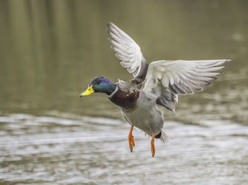 Close-up of duck