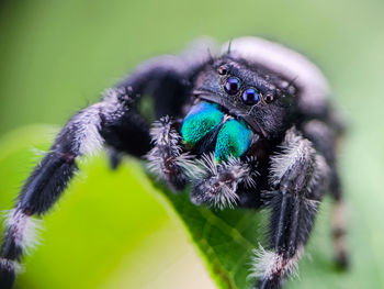 Close-up of spider