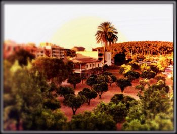Trees against sky at sunset