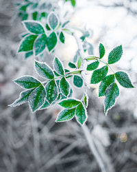Close-up of frozen plant during winter