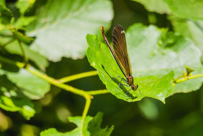 Close-up of insect on leaf