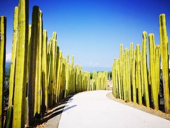 Panoramic shot of road amidst field against clear blue sky