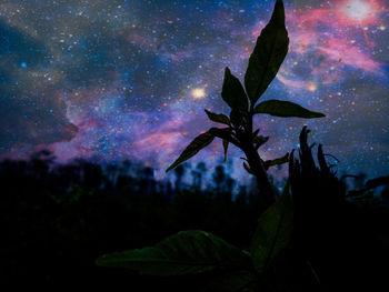 Close-up of silhouette plant against sky at night