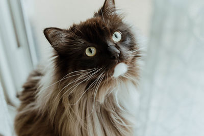 Close-up of a cat looking away