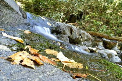 Surface level of stream flowing in forest during autumn