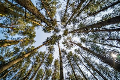 Low angle view of tree in forest