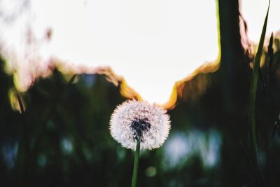 Close-up of dandelion flower