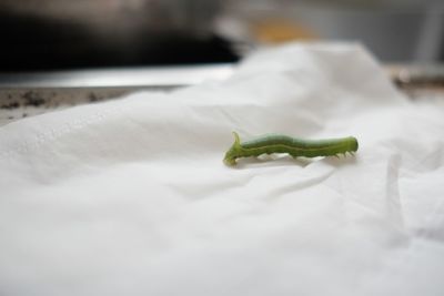 Close-up of lizard on white table