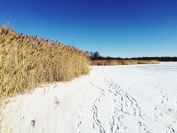 Scenic view of snowy field against clear blue sky