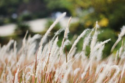 Close-up of wheat growing on field