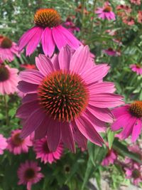 Close-up of coneflower blooming outdoors