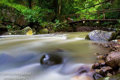 River flowing through forest